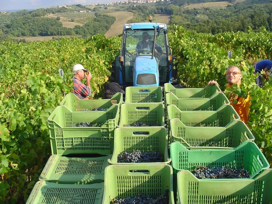 Trattore al lavoro durante la vendemmia tra i filari