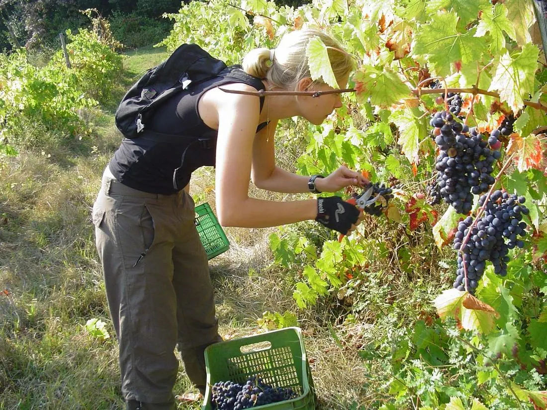 Raccolta dell'uva durante la vendemmia